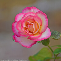 Buy canvas prints of Peace Rose by Diana Mower