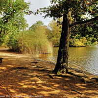 Buy canvas prints of  Epping Forest Lake View by Diana Mower