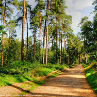 Buy canvas prints of Cannock Chase Walk Staffordshire by Diana Mower
