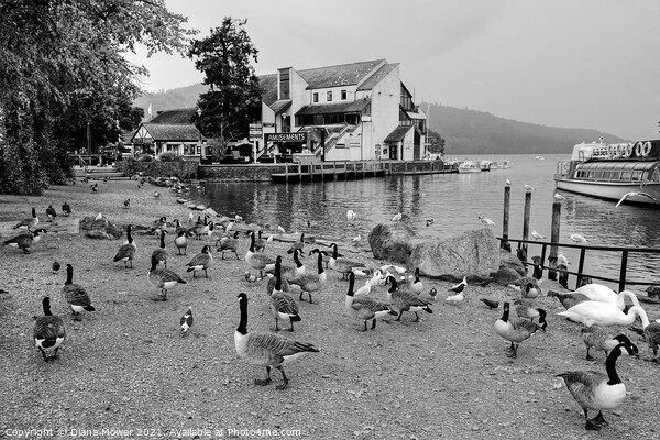 Bowness on Windermere Geese in Monochrome Picture Board by Diana Mower