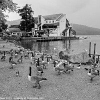 Buy canvas prints of Bowness on Windermere Geese in Monochrome by Diana Mower