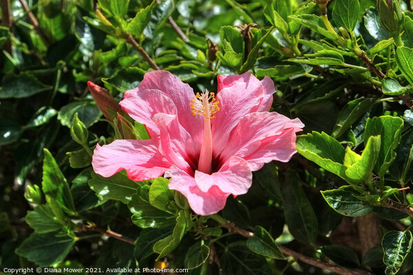 Pink Hibiscus Picture Board by Diana Mower