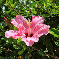 Buy canvas prints of Pink Hibiscus by Diana Mower