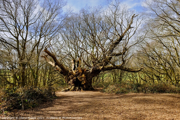 Old Knobbley Oak Tree Mistley Picture Board by Diana Mower