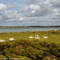 Buy canvas prints of Mistley Swans Essex by Diana Mower