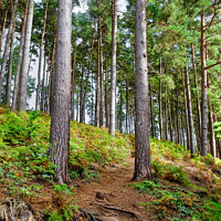 Buy canvas prints of Cannock Chase Woodlands Staffordshire by Diana Mower