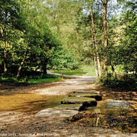 Buy canvas prints of Cannock Chase Stepping Stones by Diana Mower