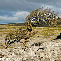 Buy canvas prints of Twistleton Scar  Yorkshire Dales Panoramic by Diana Mower
