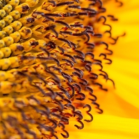 Buy canvas prints of Sunflower close up by Carmen Clark