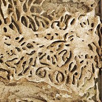 Buy canvas prints of Termite tracks maze through Indian timber by Arfabita  