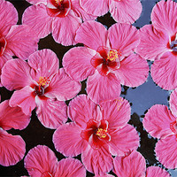Buy canvas prints of Pink fluted Hibiscus floating on Water by Arfabita  