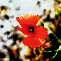 Buy canvas prints of Poppy in foliage through frosted glass by Arfabita  