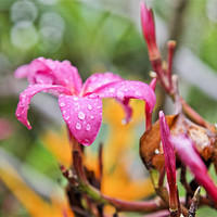 Buy canvas prints of Hibiscus raindrops are falling on my head by Arfabita  