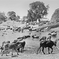 Buy canvas prints of Gujarat Hinterlands and Cattle by Arfabita  