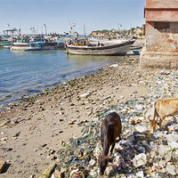 Buy canvas prints of Holy Cow seaside dinning in India by Arfabita  