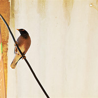 Buy canvas prints of Indian Myna comes to dinner by Arfabita  