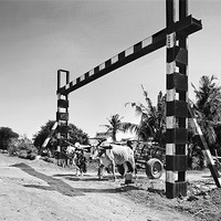 Buy canvas prints of Bullock carts and unmanned crossing by Arfabita  
