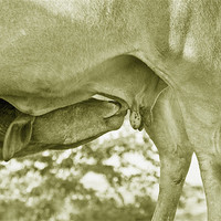 Buy canvas prints of Theres Nothing like Mothers Milk by Arfabita  