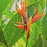 Buy canvas prints of Flora Bird of Paradise in the Greens by Arfabita  