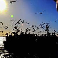 Buy canvas prints of Sundown gulls and the ferry by Arfabita  