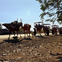 Buy canvas prints of Camel caravan train on Tarmac at twilight by Arfabita  
