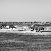 Buy canvas prints of Indian herd spend a day at Seaside by Arfabita  