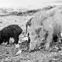 Buy canvas prints of Mother Boar and her fledglings by Arfabita  