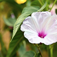 Buy canvas prints of White fluted Hibiscus by Arfabita  