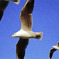 Buy canvas prints of Seagulls in flight by Arfabita  