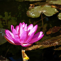 Buy canvas prints of Pink Water lily in a Pond by Arfabita  