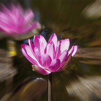 Buy canvas prints of Pair of blooming Pink Water Lilies by Arfabita  