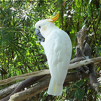 Buy canvas prints of Beautiful White Cockatoo by Susan Medeiros