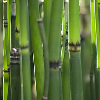 Buy canvas prints of Horsetail Grass by Panas Wiwatpanachat
