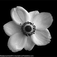 Buy canvas prints of White Flower by Panas Wiwatpanachat