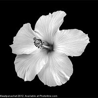 Buy canvas prints of Hibiscus by Panas Wiwatpanachat