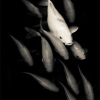Buy canvas prints of White among Red Koi Fish by Panas Wiwatpanachat