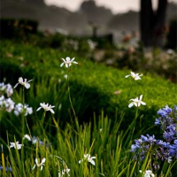 Buy canvas prints of White Iris in the Garden by Panas Wiwatpanachat