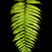 Buy canvas prints of Plant leaves by Panas Wiwatpanachat