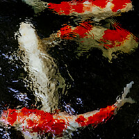 Buy canvas prints of Fish in the Koi Pond by Panas Wiwatpanachat