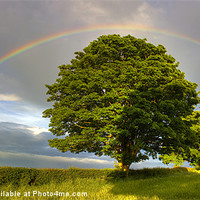 Buy canvas prints of Rainbow over Oak tree. by Mark Harper