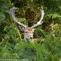 Buy canvas prints of Fallow Deer in the fern. by Mark Harper