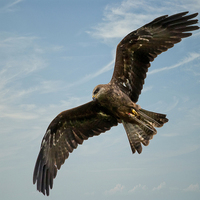 Buy canvas prints of Red Kite by paul lewis