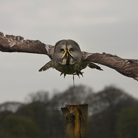 Buy canvas prints of Grey Owl in Flight by paul lewis