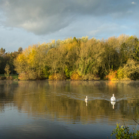 Buy canvas prints of  Autumn Lake and Swans by paul lewis
