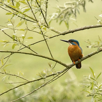 Buy canvas prints of Kingfisher by paul lewis