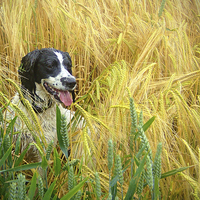 Buy canvas prints of  Springer Spaniel in the Wheat by paul lewis