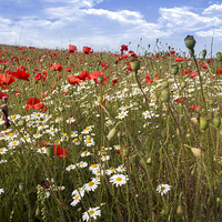 Buy canvas prints of  Poppy Field in Shropshire by paul lewis
