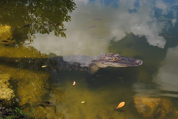 Alligator Daytime Resting Picture Board by David McBarnett