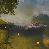 Buy canvas prints of Alligator Daytime Resting by David McBarnett