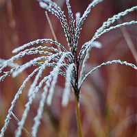 Buy canvas prints of A touch of frost by Kerry Murray